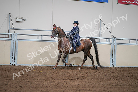 2020 - AB Morgan Horse - Fri, Sept 04 - 07956