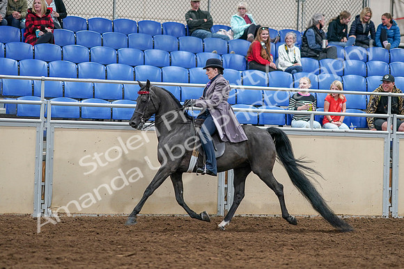 2020 - AB Morgan Horse - Sat, Sept 05 - 13611