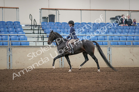 2019 Morgan Horse Show - Aug 31, 2019 - 04887