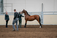 2020 - AB Morgan Horse - Fri, Sept 04 - 07605