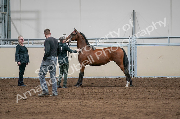 2020 - AB Morgan Horse - Fri, Sept 04 - 07605