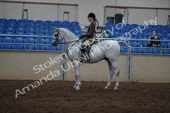 2019 Morgan Horse Show - Sept 01, 2019 - 08767
