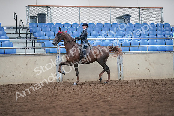 2019 Morgan Horse Show - Aug 30, 2019 - 17915
