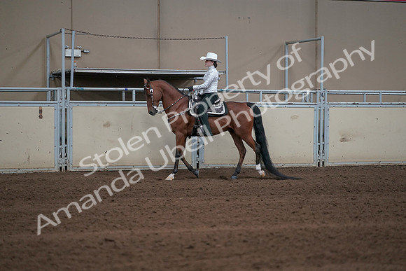 2019 Morgan Horse Show - Sept 01, 2019 - 06934