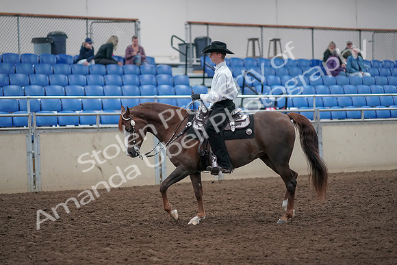 2019 Morgan Horse Show - Aug 31, 2019 - 14108