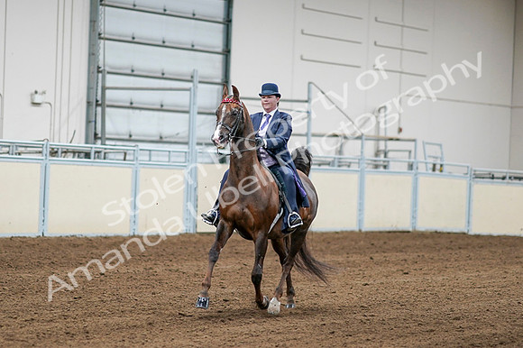 2020 - AB Morgan Horse - Fri, Sept 04 - 08177