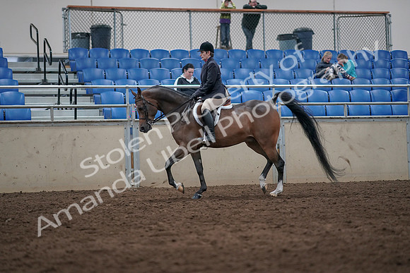 2019 Morgan Horse Show - Sept 01, 2019 - 08586