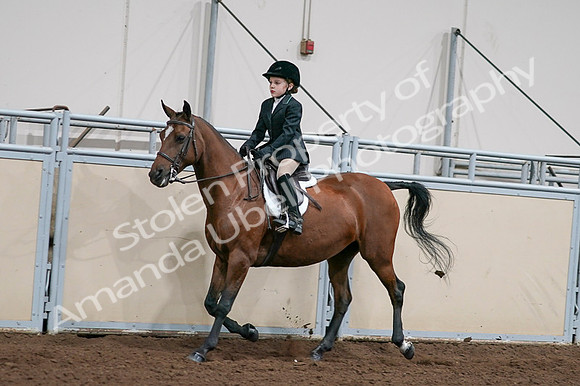 2020 - AB Morgan Horse - Fri, Sept 04 - 02045