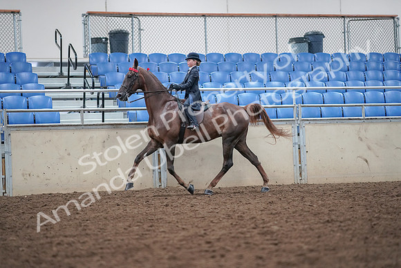 2019 Morgan Horse Show - Aug 30, 2019 - 17917