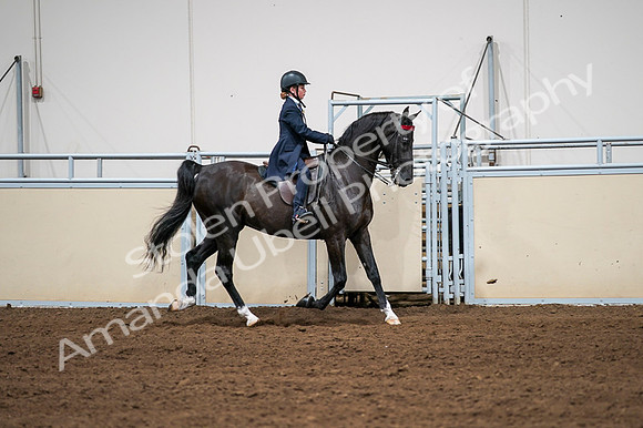 2020 - AB Morgan Horse - Fri, Sept 04 - 03078