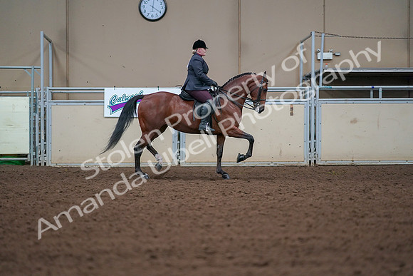 2019 Morgan Horse Show - Aug 30, 2019 - 20708