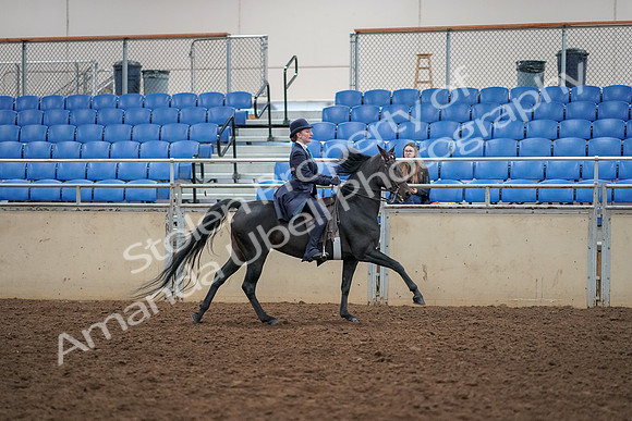 2019 Morgan Horse Show - Aug 30, 2019 - 12492