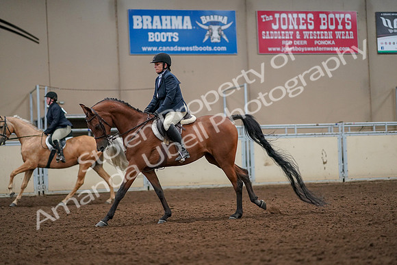 2019 Morgan Horse Show - Aug 30, 2019 - 22438