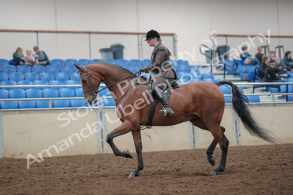 2019 Morgan Horse Show - Aug 30, 2019 - 29215