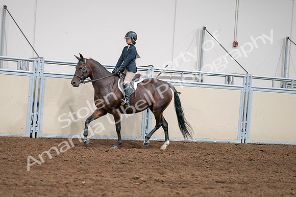 2020 - AB Morgan Horse - Sat, Sept 05 - 04964