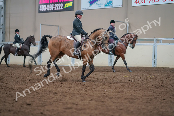 2019 Morgan Horse Show - Aug 30, 2019 - 21055
