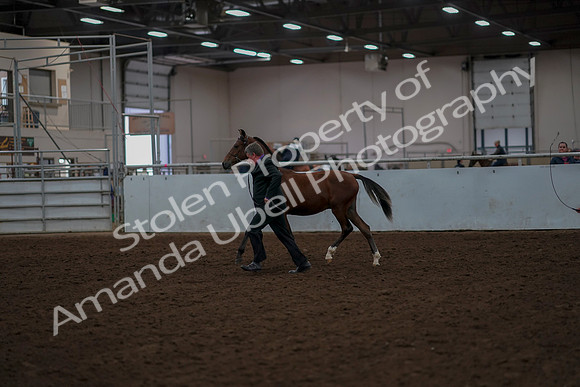 2019 Morgan Horse Show - Aug 30, 2019 - 25529
