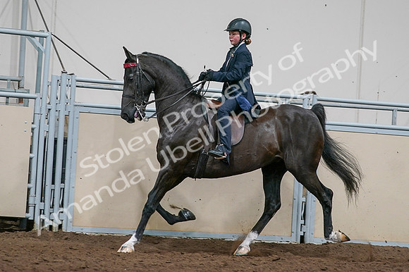 2020 - AB Morgan Horse - Fri, Sept 04 - 03240