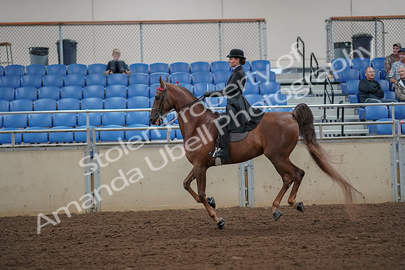 2019 Morgan Horse Show - Aug 30, 2019 - 25205