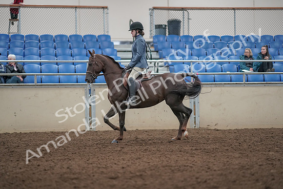 2019 Morgan Horse Show - Aug 31, 2019 - 07294
