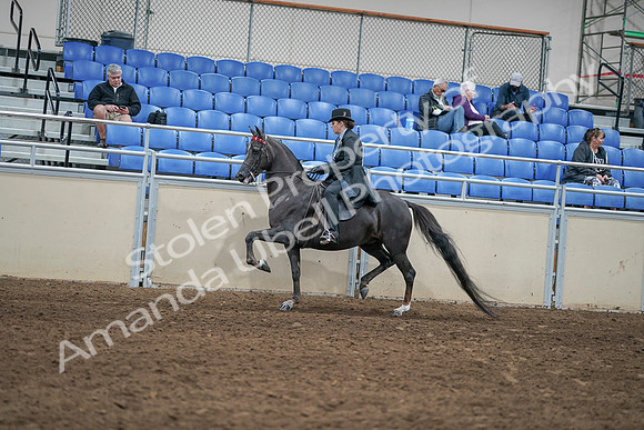 2020 - AB Morgan Horse - Sat, Sept 05 - 00833