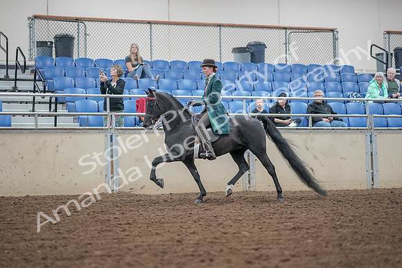 2019 Morgan Horse Show - Aug 30, 2019 - 15328