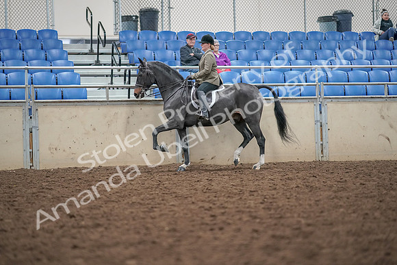 2019 Morgan Horse Show - Aug 30, 2019 - 20282