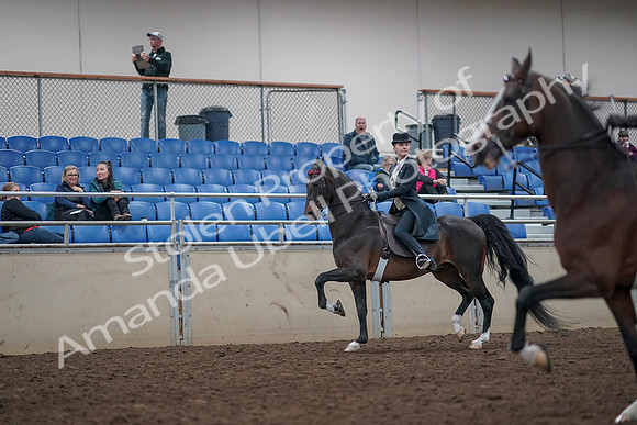 2019 Morgan Horse Show - Aug 31, 2019 - 08614