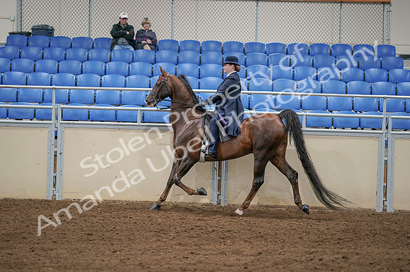 2020 - AB Morgan Horse - Fri, Sept 04 - 08020