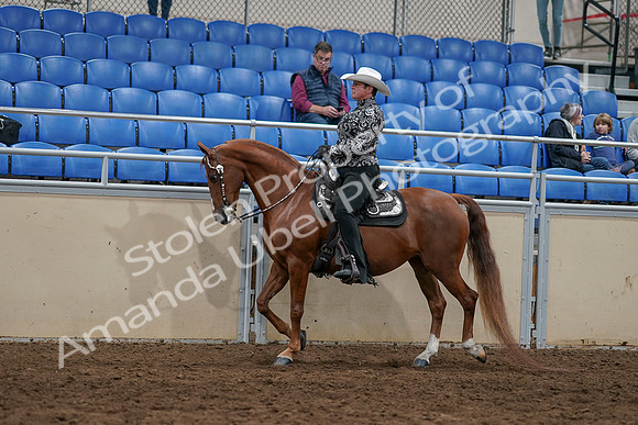 2020 - AB Morgan Horse - Sun, Sept 06 - 07508