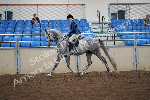 2019 Morgan Horse Show - Aug 30, 2019 - 16213