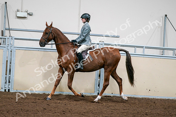 2020 - AB Morgan Horse - Fri, Sept 04 - 03045