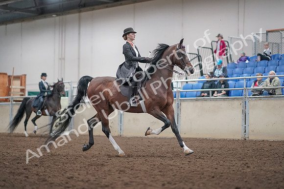 2019 Morgan Horse Show - Aug 31, 2019 - 08900