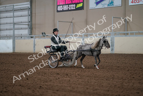 2019 Morgan Horse Show - Aug 30, 2019 - 13398