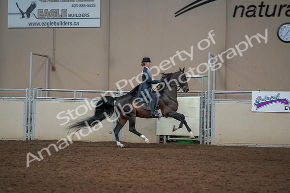 2019 Morgan Horse Show - Aug 30, 2019 - 25332