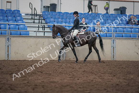 2019 Morgan Horse Show - Sept 01, 2019 - 09017
