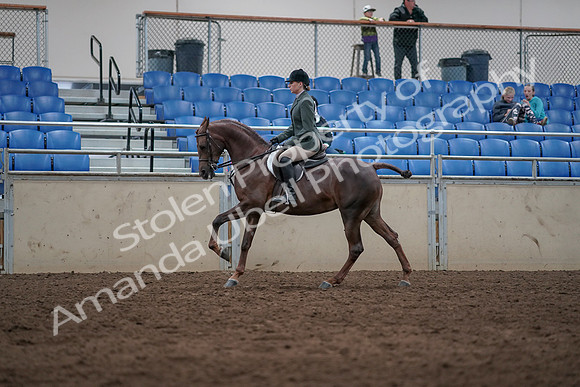 2019 Morgan Horse Show - Sept 01, 2019 - 08684