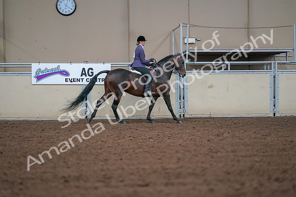 2019 Morgan Horse Show - Aug 30, 2019 - 20969