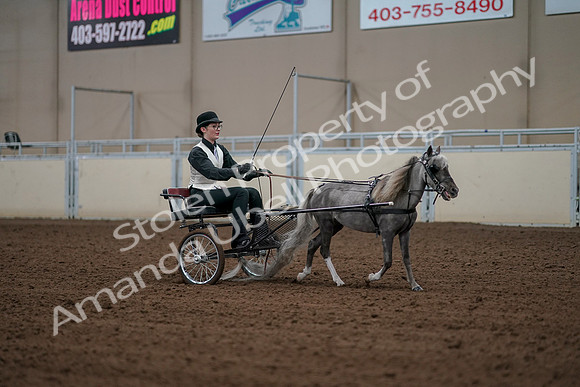 2019 Morgan Horse Show - Aug 30, 2019 - 13410