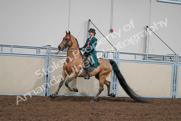 2020 - AB Morgan Horse - Sat, Sept 05 - 13681