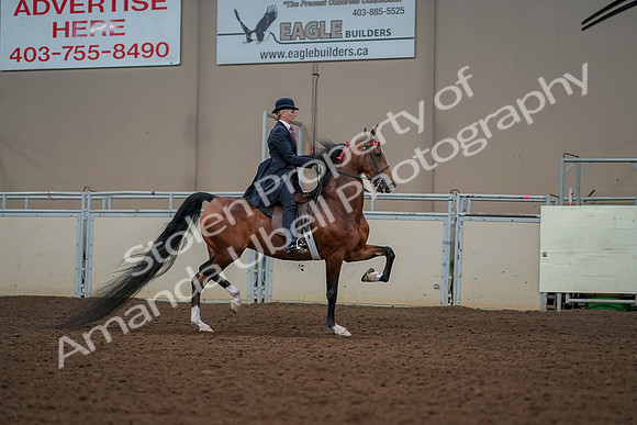 2019 Morgan Horse Show - Aug 30, 2019 - 25292