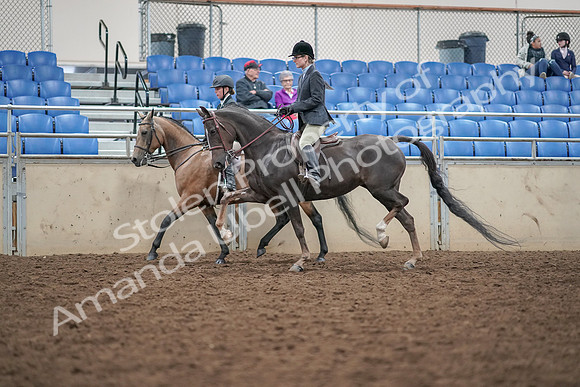 2019 Morgan Horse Show - Aug 30, 2019 - 20216
