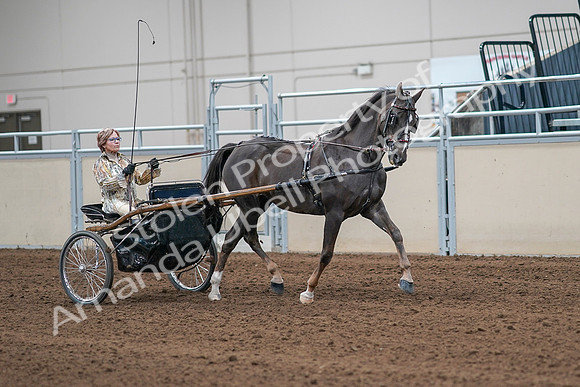 2020 - AB Morgan Horse - Sat, Sept 05 - 05931