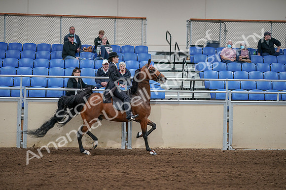 2020 - AB Morgan Horse - Sat, Sept 05 - 06813