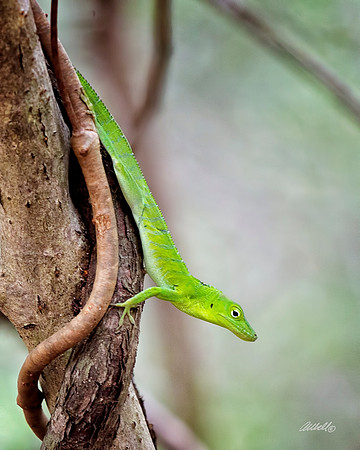 Jamaica - 063