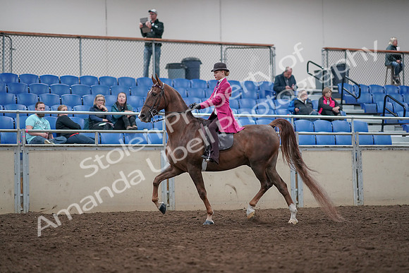 2019 Morgan Horse Show - Aug 31, 2019 - 08521