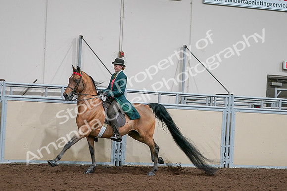 2020 - AB Morgan Horse - Sat, Sept 05 - 13796