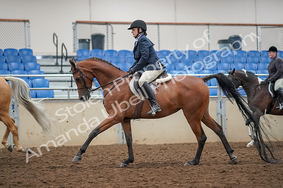 2019 Morgan Horse Show - Aug 30, 2019 - 22409