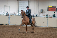 2020 - AB Morgan Horse - Sat, Sept 05 - 09372