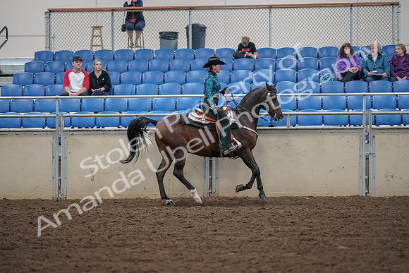 2019 Morgan Horse Show - Aug 30, 2019 - 26184